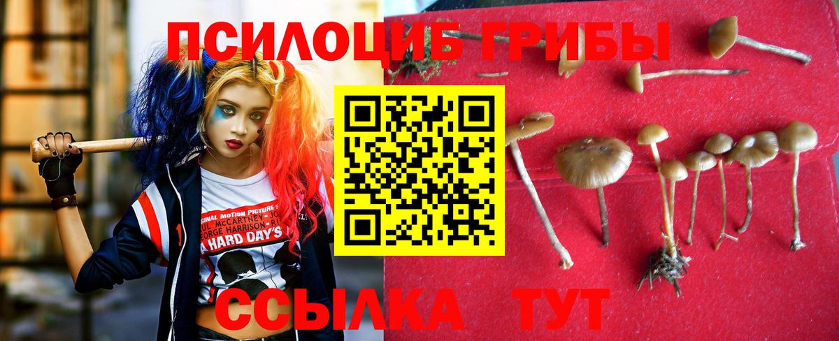 Галлюциногенные грибы Psilocybe  Псилоцибиновые грибы прущие грибы  Ачхой-Мартан  купить наркотики цена  Вход с VPN 
